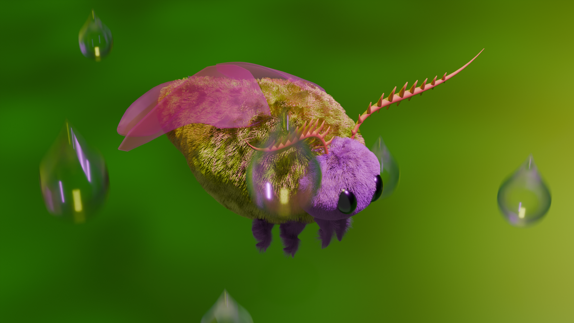 rosy maple moth in the rain